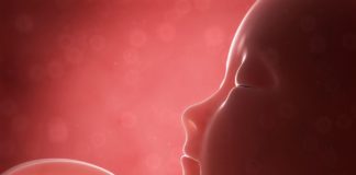 Prospettive dall’interno: storia di un bambino nell’utero