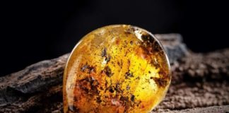 L’ambra, spugna energetica per bonificare l’energia dell’ambiente