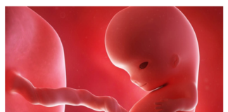 L’embrione, un corpo estraneo per la madre? (7)