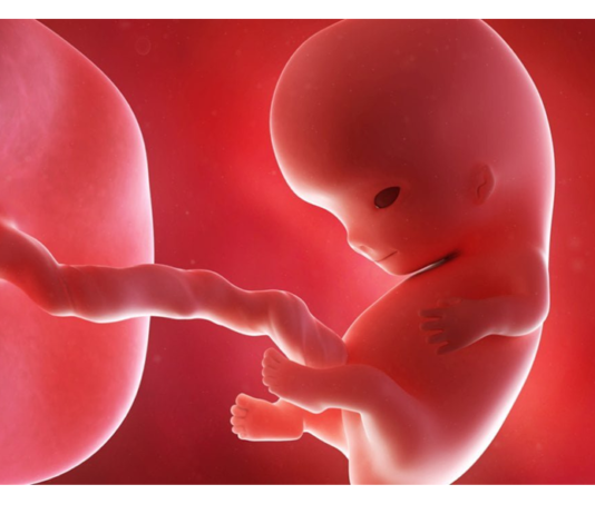 L’embrione, un corpo estraneo per la madre? (7)