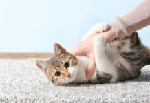 Toxoplasmosi: vivere serenamente la gravidanza con il proprio gatto