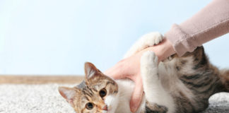 Toxoplasmosi: vivere serenamente la gravidanza con il proprio gatto