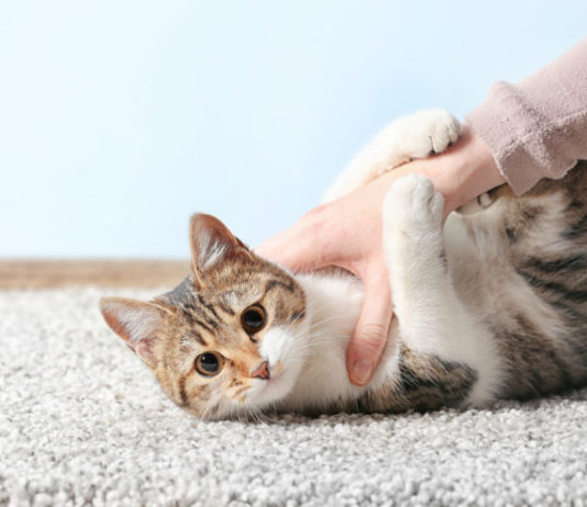 Toxoplasmosi: vivere serenamente la gravidanza con il proprio gatto